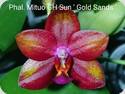 P. Mituo GH Sun Gold Sands